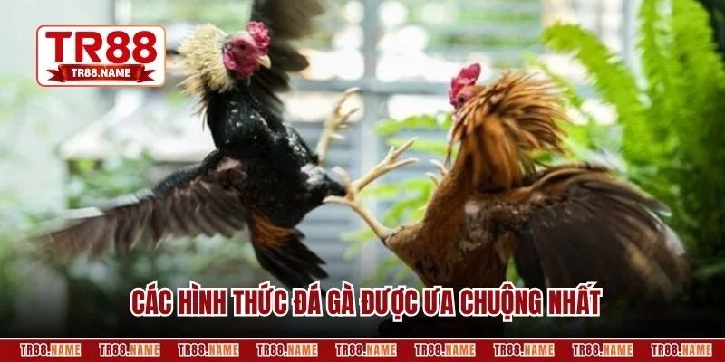 Các hình thức đá gà được ưa chuộng nhất